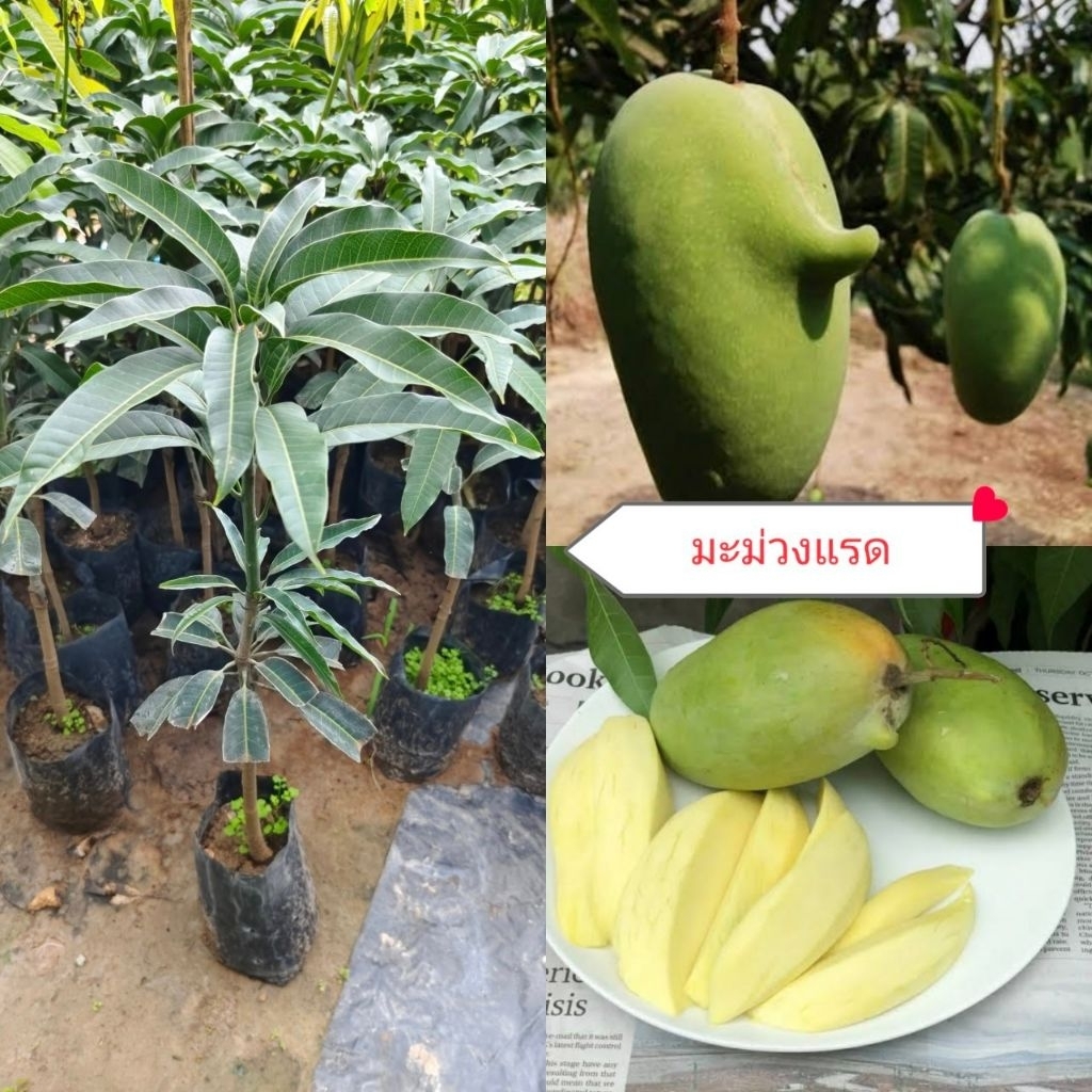 ต้นมะม่วงแรด/เสียบยอด ผลดิบรสชาติเปรี้ยว ผลสุกมีรสหวาน ต้นพันธุ์สูงประมาณ 70-80 ซม.