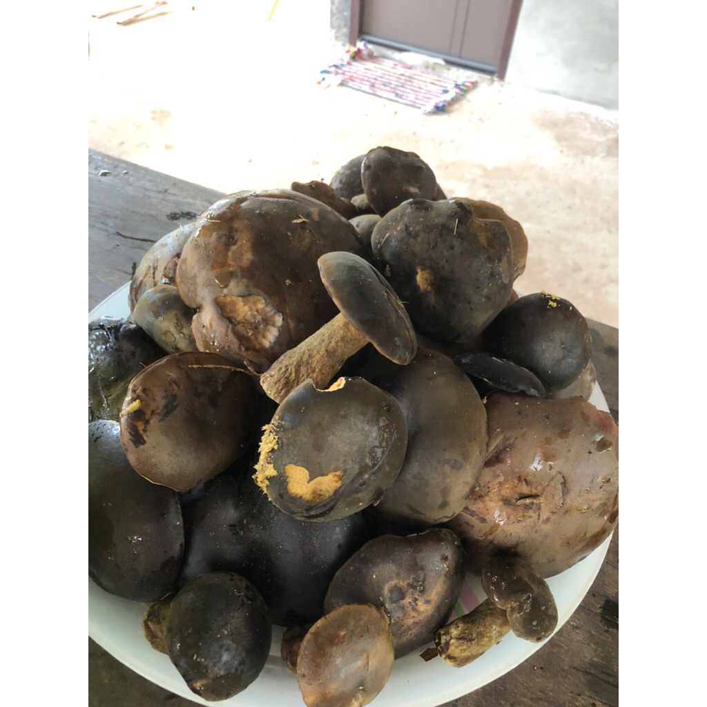 เชื้อเห็ดตับเต่าเข้มข้น 600 มล.