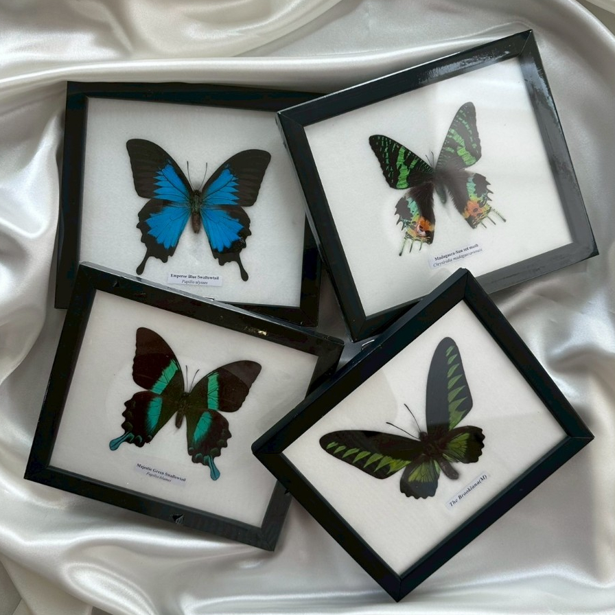 ผีเสื้อสต๊าฟ // Butterfly Taxidermy (Medium Size)