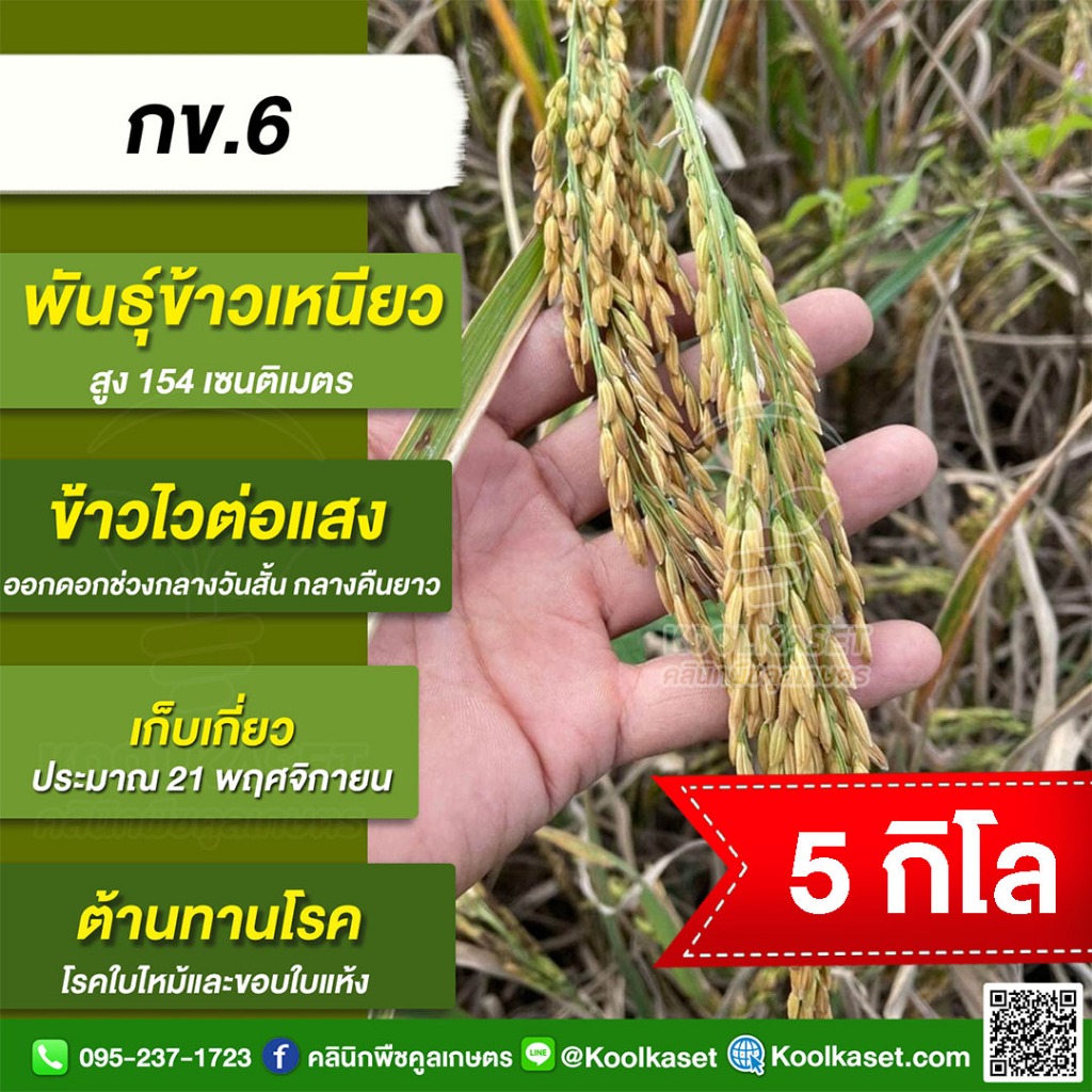 เมล็ดพันธุ์​ข้าว​ ดั้งเดิม ข้าวเหนียว กข.6 สูง นาปี ไวแสง หอมนุ่ม ทนแล้ง ผลผลิตสูง 5 กก. คูลเกษตร KR27