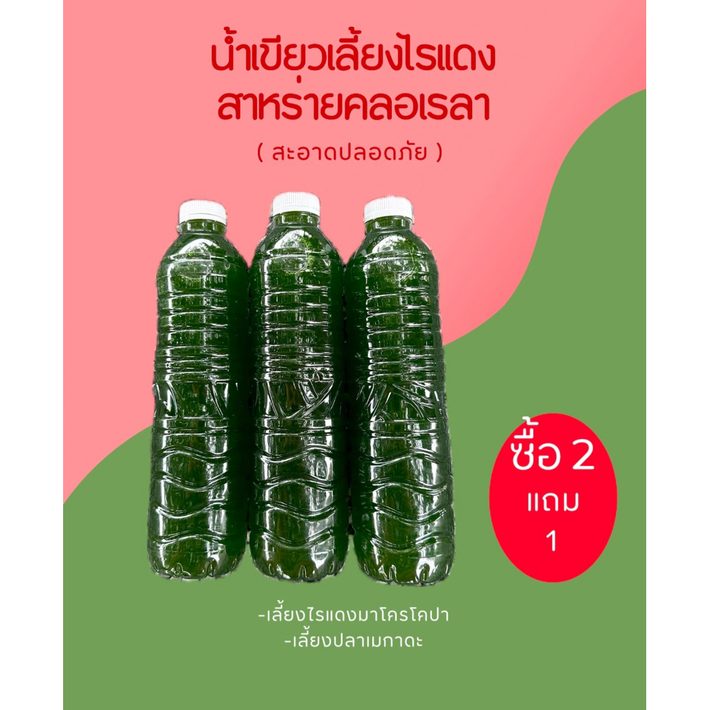 หัวเชื้อน้ำเขียวสาหร่ายคลอเรลา ( เข้มข้น ) ไข่ไรแดง T10 อาหารไรแดง หัวเชื้อน้ำเขียวสาหร่ายคอลเรล่า ชุดเพาะไรแดง