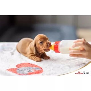 ร้านโทโมะ 💕(อ่านก่อนน้า) แบ่งขาย นมผง Royal Canin นมผงทดแทนนมแม่ สำหรับลูกสุนัข ลูกกระต่าย ชูการ์ กระรอก แฮมสเตอร์