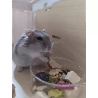 อาหารหนูเเฮมเตอร์ Hamster Food ใจแอ้นท์ โลโบ แบรนด์ดัง เเบ่งขาย (ขนาดกะปุกทดลอง) แบรนด์ที่ขายดีเด็กๆชอบ ถูกใจ H1 และ H2