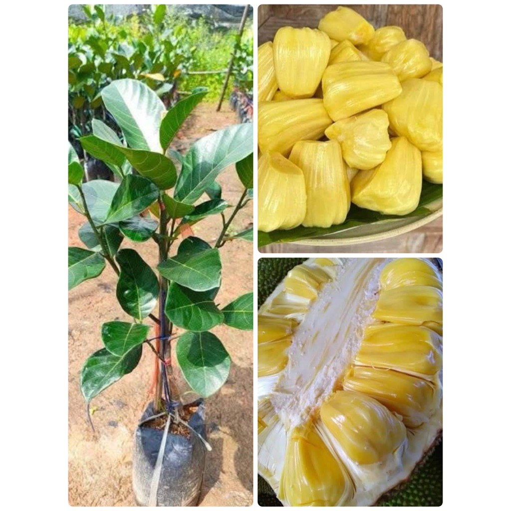 🌿ต้นขนุนทองประเสริฐทาบกิ่ง 🌿ต้นสูงประมาณ 70 ถึง 80 เซนติเมตรพร้อมปลูก