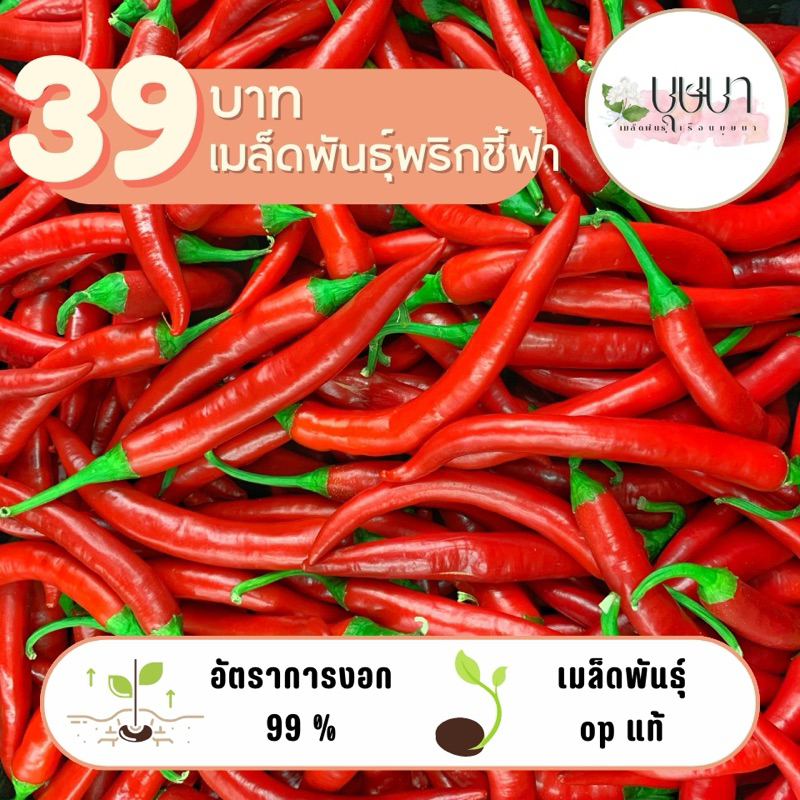 เมล็ดพันธุ์พริกชี้ฟ้า 39บาท 1,000เมล็ด