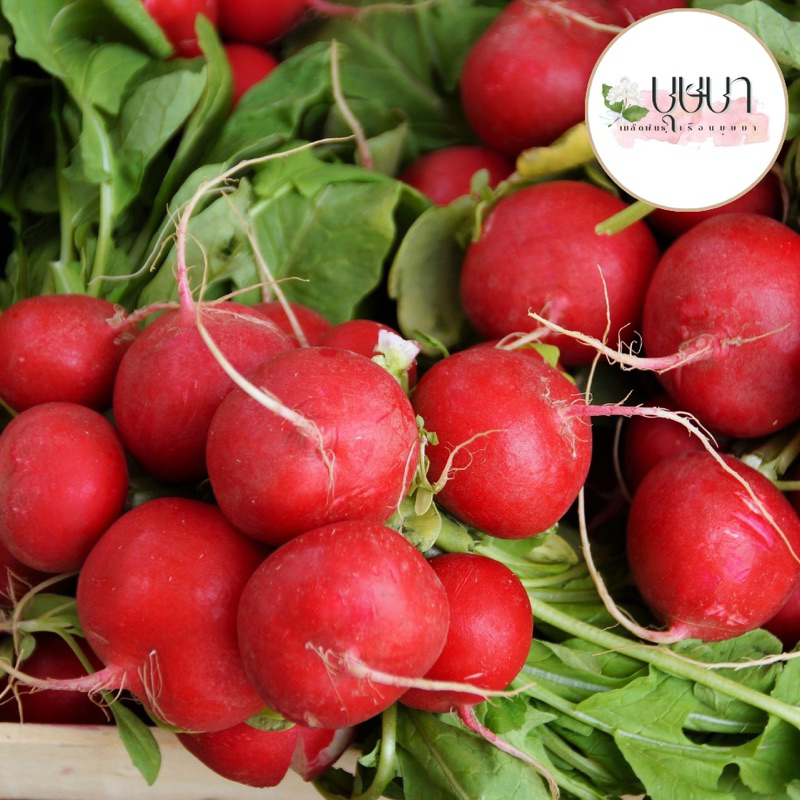 เมล็ดพันธุ์แรดิชเชอร์รี่ 39บาท 300เมล็ด - รูปที่ 3