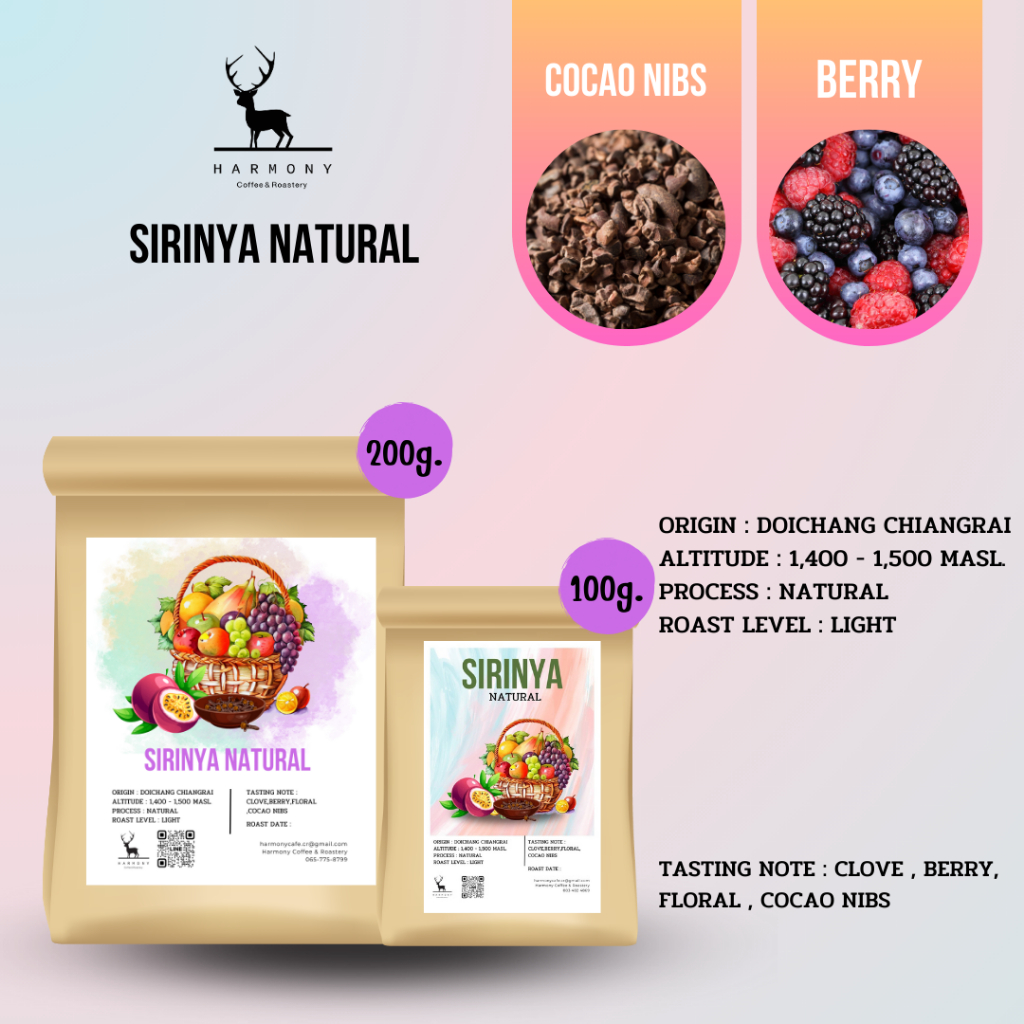 SIRINYA Natural : Harmony Coffee เมล็ดกาแฟคั่วอ่อนศิริญญา ดอยช้าง เชียงราย