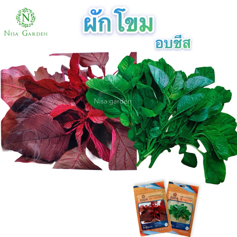 Nisa Garden เมล็ดพันธุ์ ผักโขม อบชีส งอกง่าย โตเร็ว
