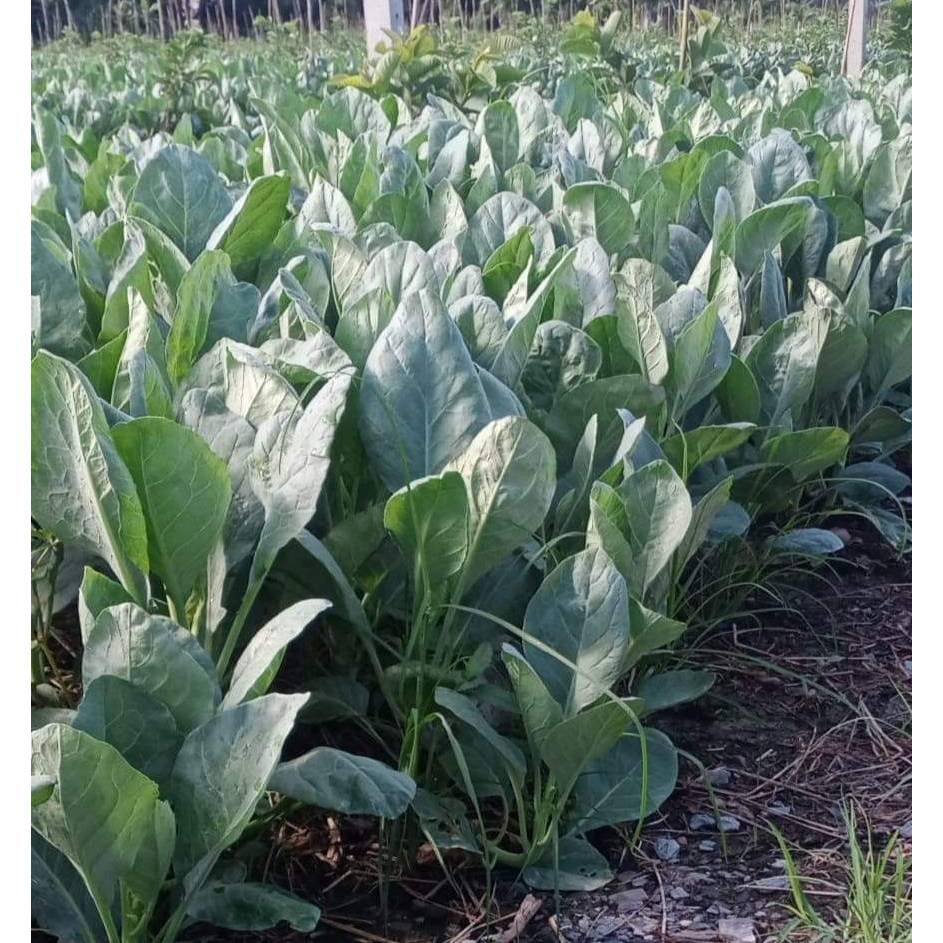 เมล็ดผักคะน้า 500 เมล็ด เมล็ดคะน้า คะน้าต้นใหญ่ คะน้าใบ เมล็ดผักสวนครัว