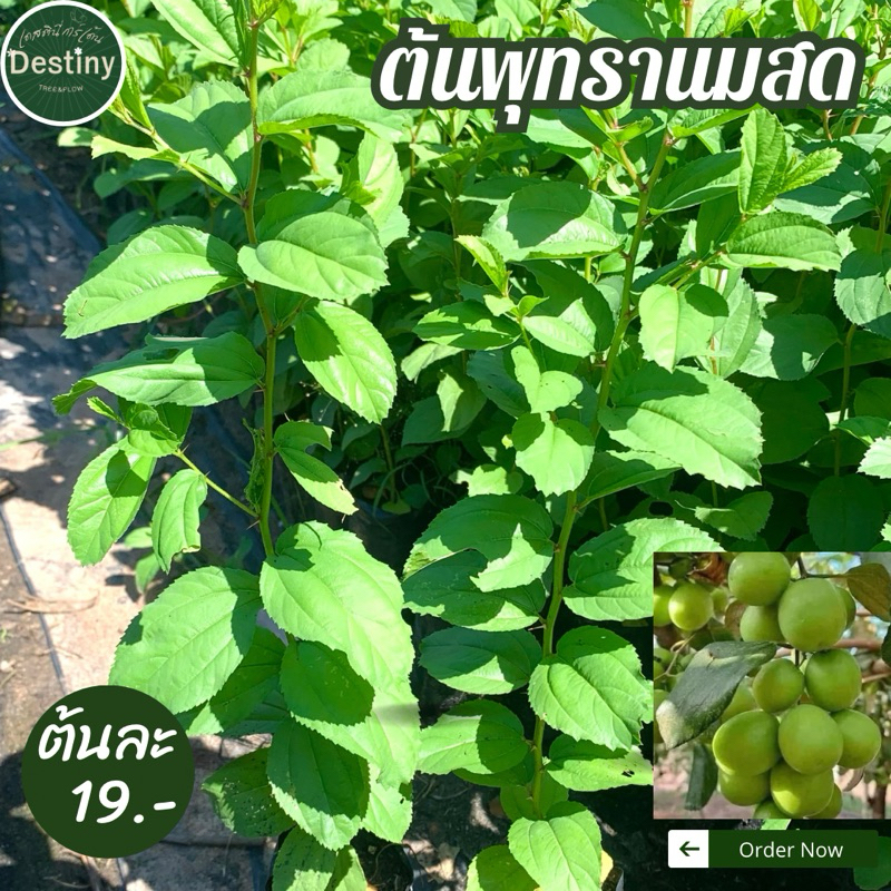 ต้นพุทรานมสด รสชาติหวานกรอบ พร้อมปลูก