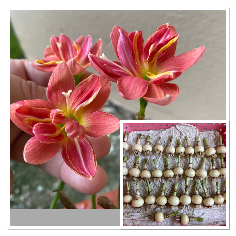 83ข.หัวดอกบัวดิน ชื่อ Madam Butterfly หัวละ 20 บาท