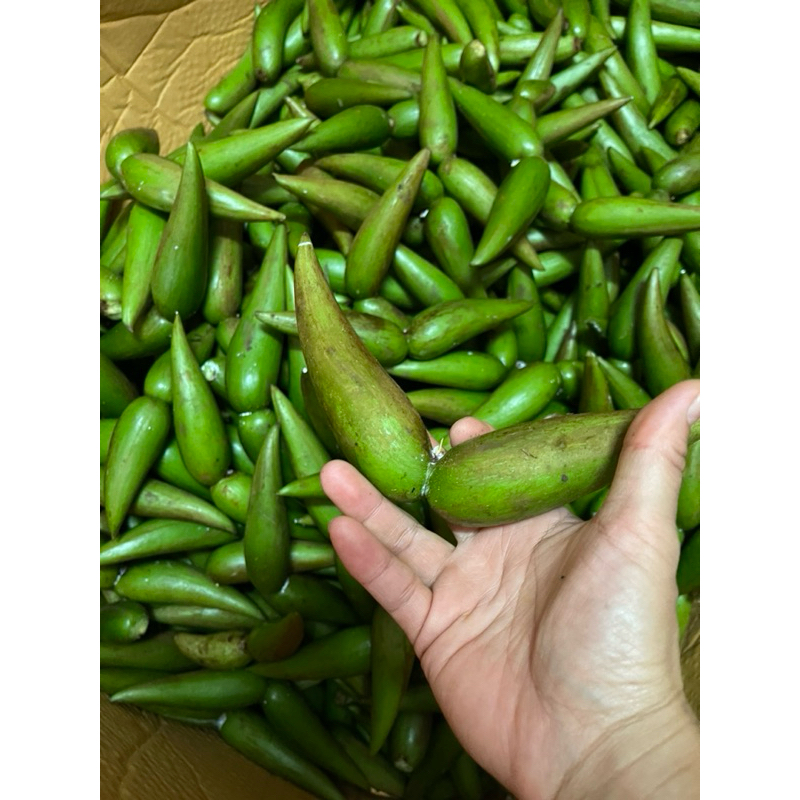 ลูกเขาควายเขาวัวสด มะเขาควายสด มะเขาวัวสด 1 กก. 169฿ ส่งตรงจากอำเภอบ่อเกลือ จังหวัดน่าน