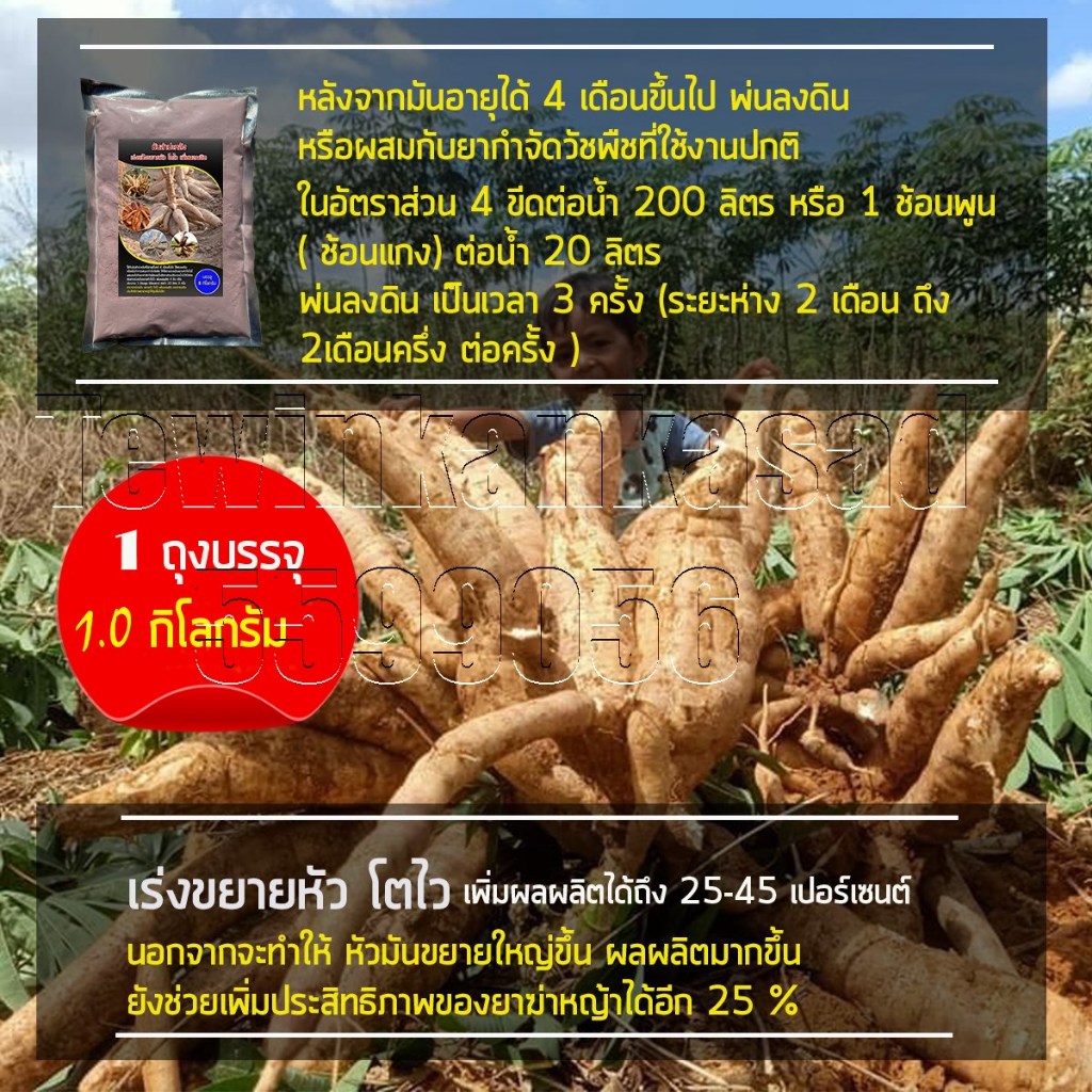 สารเร่งแป้งขยายหัวมันสำปะหลัง ทำให้หัวมันสำปะหลังมีขนาดใหญ่ขึ้น ใช้พ่นลงดิน ช่วยเพิ่มผลผลิต