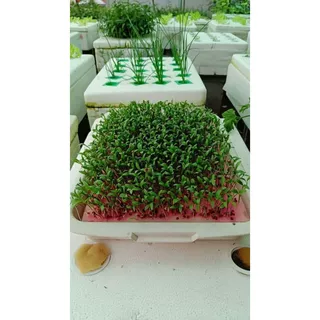 เมล็ดผักชี งอกง่าย งอกไว ไม่ต้องทุบ ไม่ต้องแช่น้ำ ไม่ต้องบ่มให้ยุ่งยาก 3000-4000 เมล็ด รับประกันการงอก งอกภายใน 5-7วัน