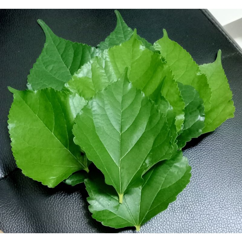 ใบหม่อนสดปลอดสารเคมี 50ใบ37บาท