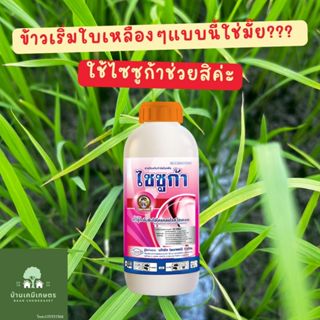 ไซซูก้า คาซูกาไมซิน ไฮโดรคลอไรด์ ไฮเดรด 2%SL ขนาด 1 ลิตร กำจ…