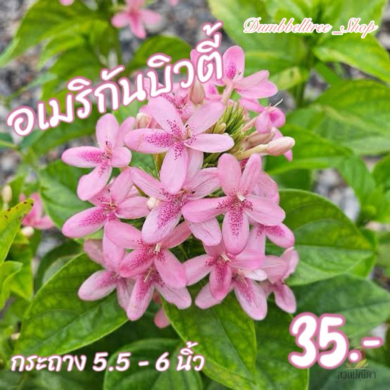 อเมริกันบิวตี้ กระถาง 6 นิ้ว ไม้พุ่มขนาดเล็ก | แสงแดด: เต็มวัน น้ำ: ปานกลาง