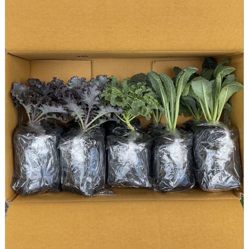 เคลคละไซต์กลาง10ต้น พร้อมปลูก