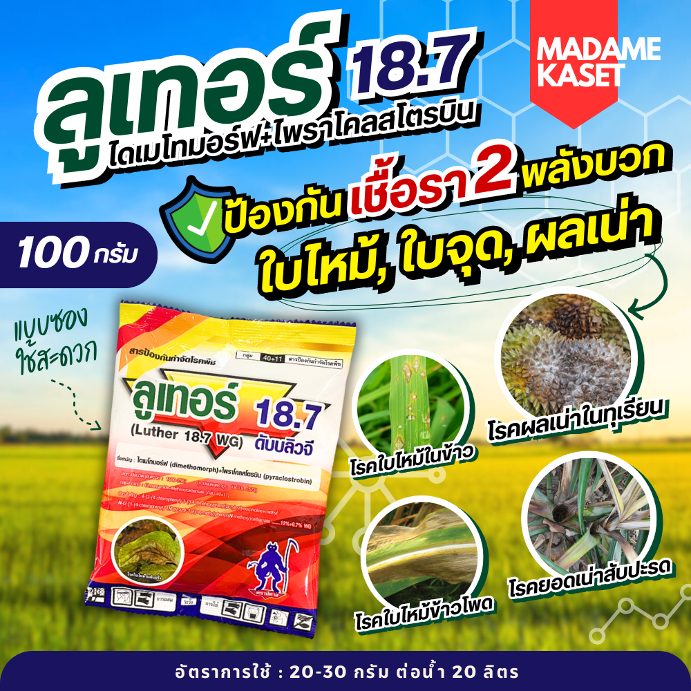 ใหม่!! ลูเทอร์ 18.7 (ไดเมโทมอร์ฟ + ไพราโคลสโตรบิน) ช่วยป้องกันโรคเชื้อราใบไหม้ ใบจุด ในพืชไร่พืชสวนขนาด 100 กรัม