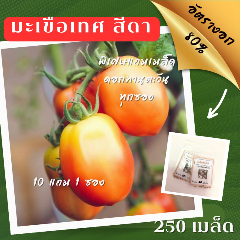 เมล็ดพันธุ์ มะเขือเทศสีดา 250เมล็ด มะเขือเทศ (ซื้อ 10 แถม 1 คละอย่างได้