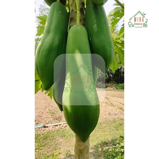 เมล็ดพันธุ์ มะละกอแขกดำเนินต้นเตี้ย บรรจุ 20 เมล็ด