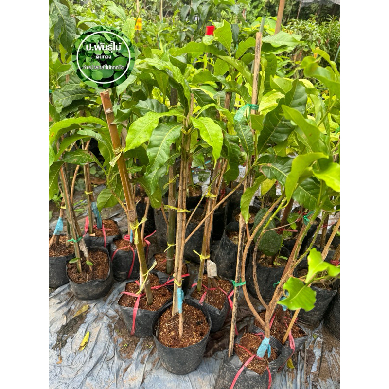 ต้นอะบิว ต้นเอบิว ใต้หวัน  ต้นทาบกิ่งขนาดขนาดความสูงประมาณ 50 ถึง 60 เซนต์เสียหายระหว่างขนส่งเคลมฟรี