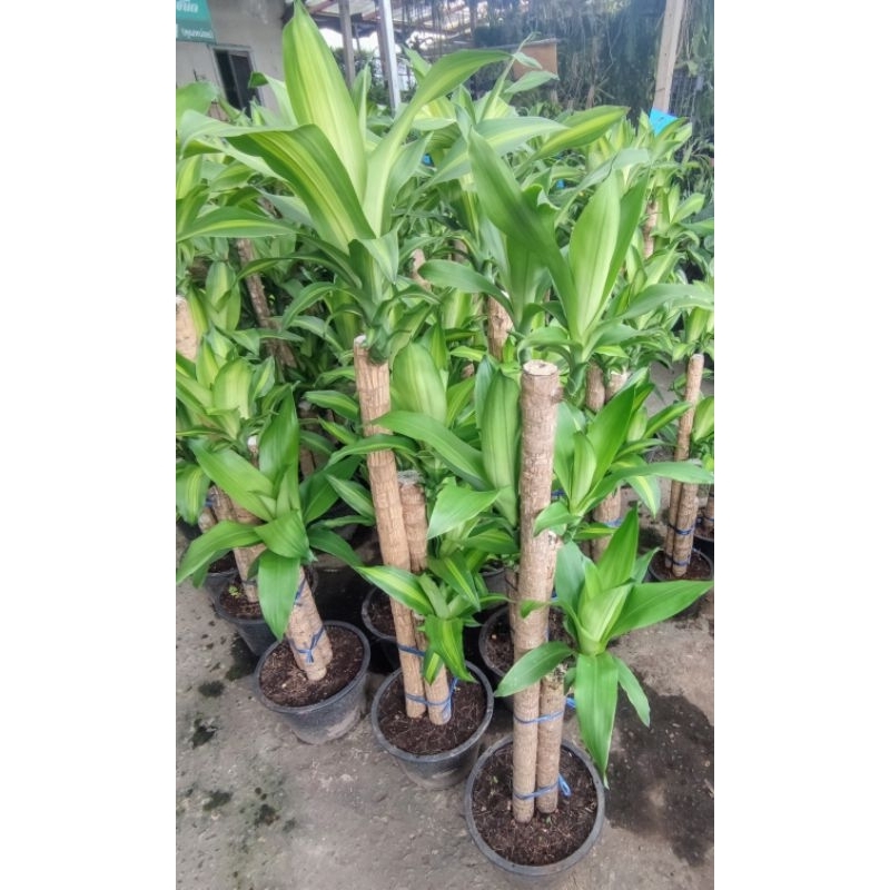 ต้นวาสนา ไม้มงคล ต้นสูง 100-120 cm