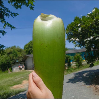 ใบว่านหางจระเข้สดออร์แกนิค