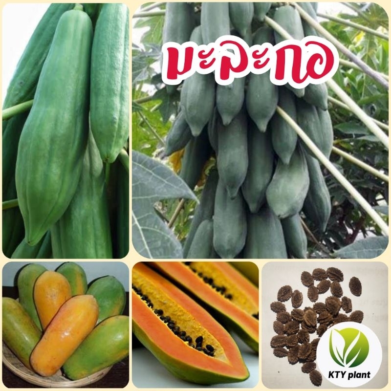 เมล็ดมะละกอ มะละกอครั่ง มะละกอฮอลแลนด์​ มะละกอแขกดำ มะละกอแขกนวล