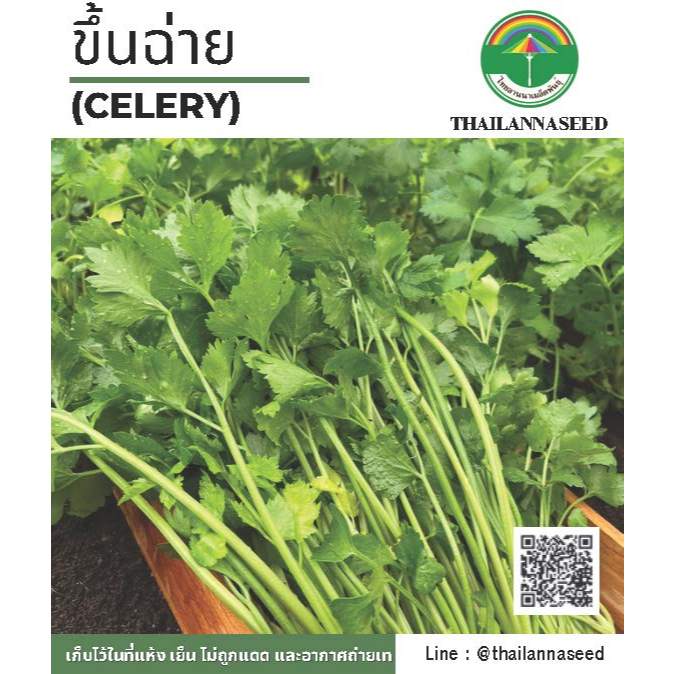 เมล็ดพันธุ์ผักสวนครัว ขึ้นฉ่าย ( ขนาด 1 กรัม ) รหัสสินค้า 6043