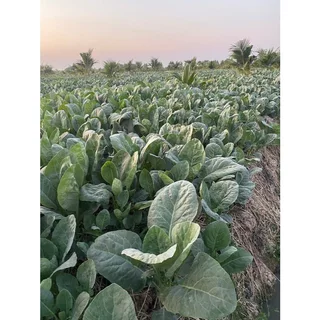 VAMAX ปุ๋ยธาตุอาหารรวม 7 ชนิด เสริมอะมิโน 1แถม1 V2
