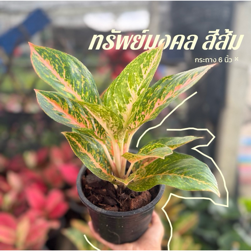 ต้นทรัพย์มงคลสีส้ม อโกลนีมา ต้นไม้มงคล กระถาง 6 นิ้ว