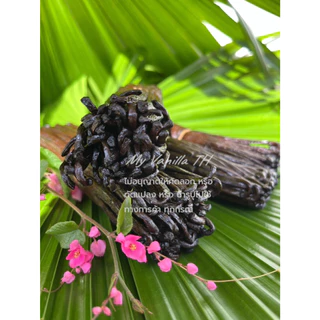 ((ส่งตรงจากมาดากัสการ์)) ฝักวานิลลา TK Noire **จำนวนจำกัด** ฝักละ 29 บาท 12-15 cm** (ควรใช้ทันทีหลังได้รับ) ขั้นต่ำ 3ฝัก