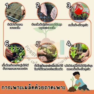 เมล็ดน้อยหน่าหนัง บรรจุ 30 เมล็ด