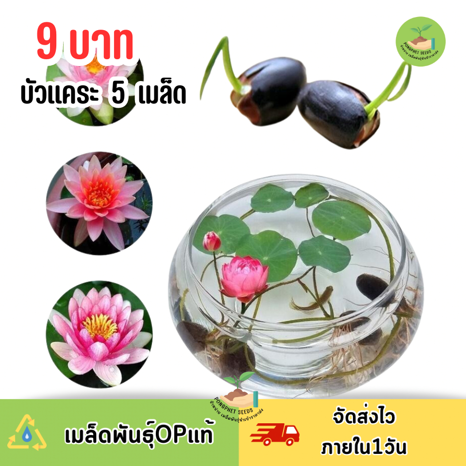 9 บาท เมล็ดบัวแคระ บรรจุ 5 เมล็ด