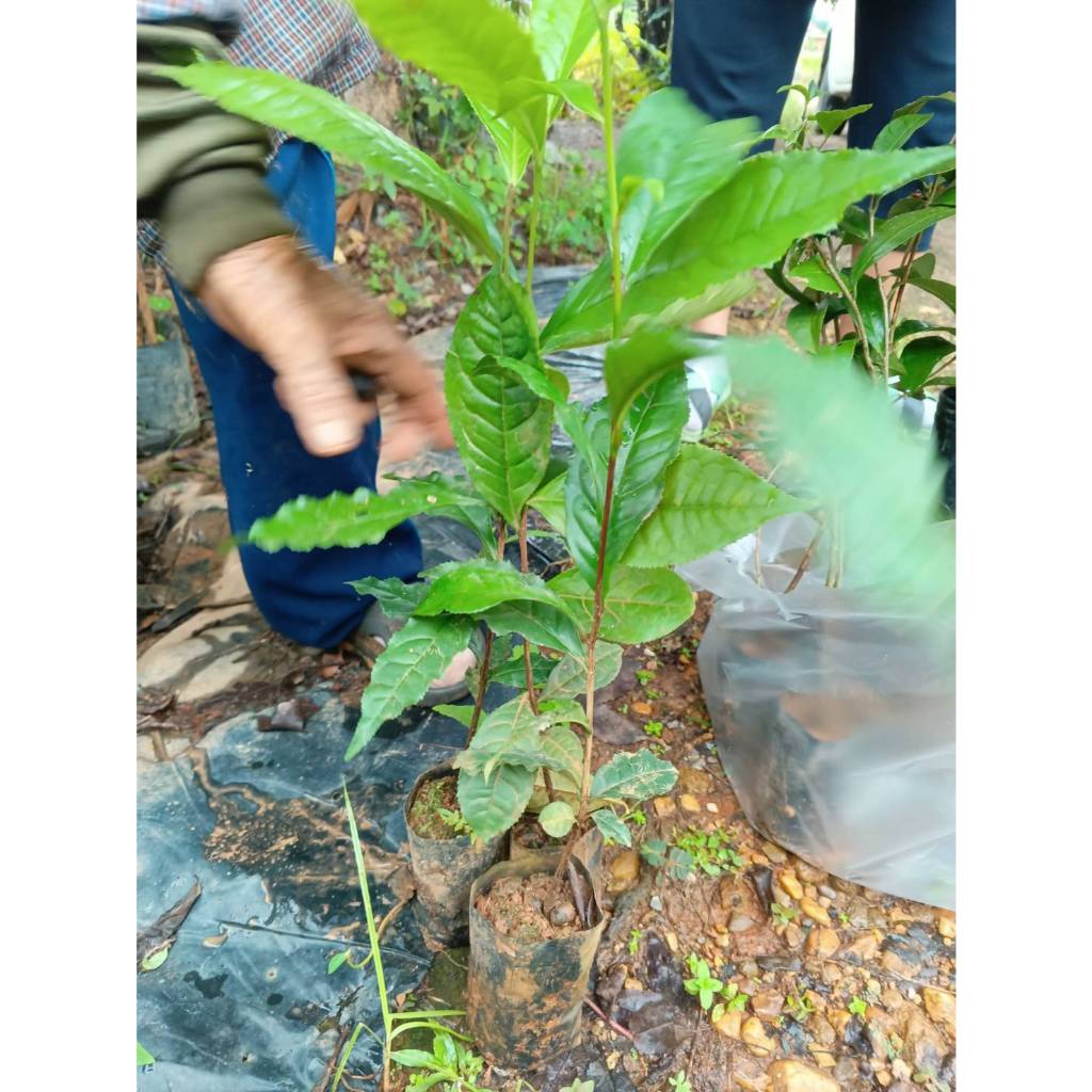 ต้นพันธุ์ ชาอัสสัม ต้นละ 69บาท  ชากลิ่นหอม เป็นที่นิยม