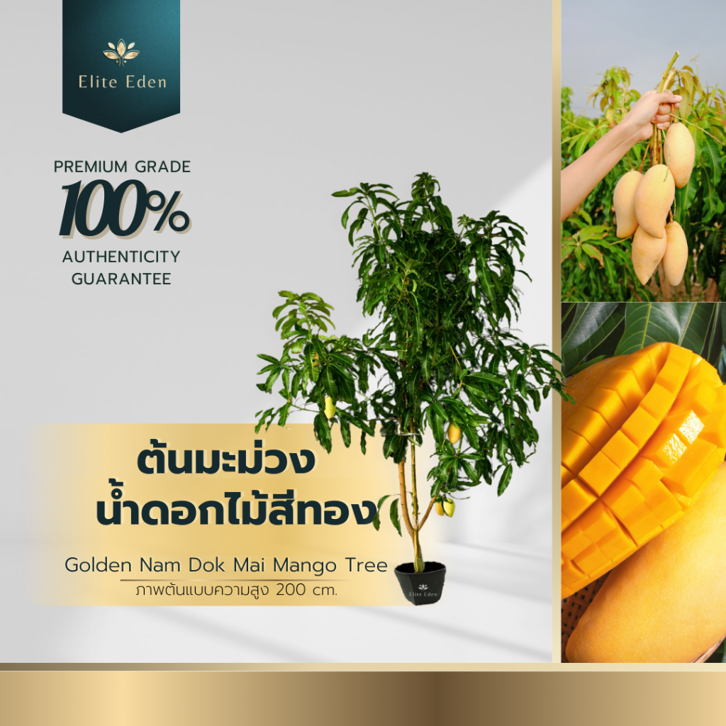 ต้นมะม่วงน้ำดอกไม้สีทอง สูง 60-140 cm. (ต้นเล็ก) พร้อมจัดส่ง รสชาติหวานหอม เมล็ดบางเสี้ยนน้อย