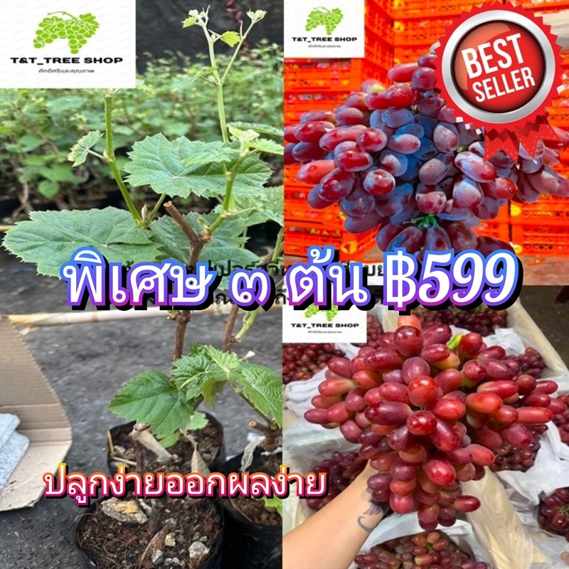 ต้นองุ่นซุปเปอร์สวีทองุ่นเสียบยอดต้นสูงประมาณ 50 ถึง 60 เซนติเมตร_nhosieungot