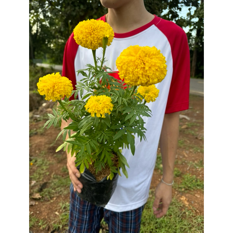 💛ต้นดอกดาวเรืองดอกใหญ่💛 ส่งพร้อมถุงดำ ติดดอกพร้อมส่งจ้า