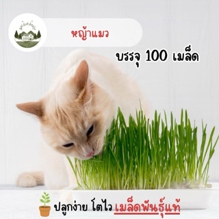 ราคาถูกที่สุด หญ้าแมวออแกนิค 50เมล็ด