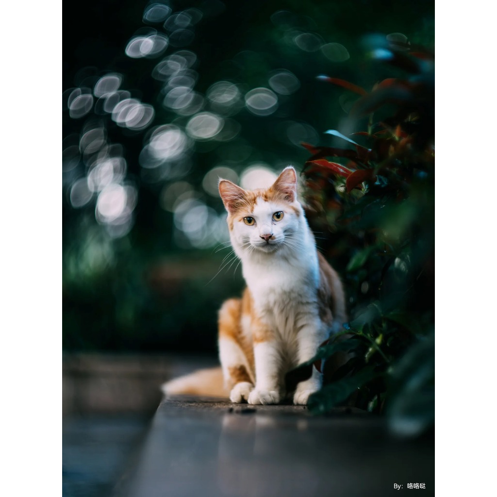 เลนส์ TTArtisan 75mm f1.5 โบเก้หมุน ฟูลเฟรม ( 75 mm f 1.5 biotar swirly bokeh เลนส์กระจก / M42 / Fuji / Sony / RF / Z )