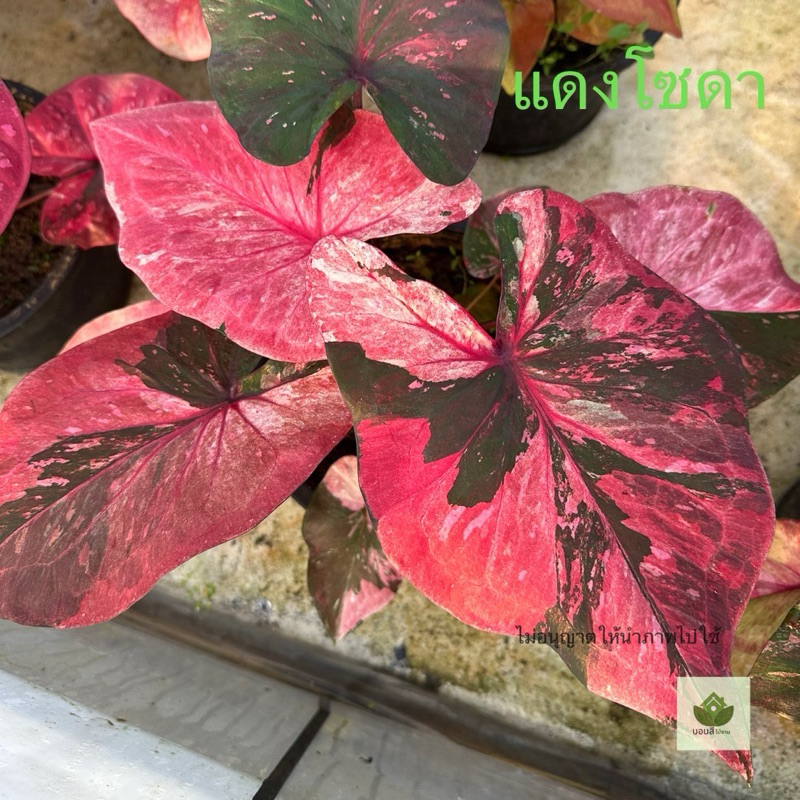 (อัพเดต15/12/67) บอนสี บอนเก่า บอนสีด่าง เลือกต้นได้ ฟอร์มสวยตามรูป กถ.4“ ส่งไวจาก กทม.รับประกันงานแพ็ค