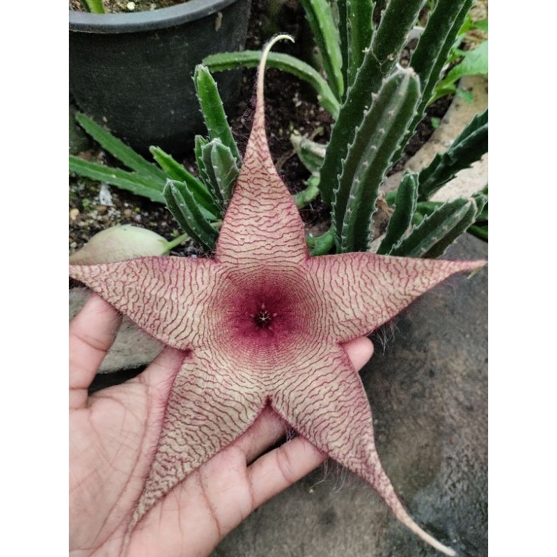 เก๋ง ดอกใหญ่ หน่อตัดสด