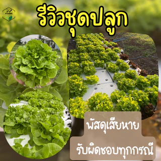 ชุดใหญ่ (กล่องโฟม 3 ใบ) ชุดปลูกผักสลัดไฮโดรโปนิกส์