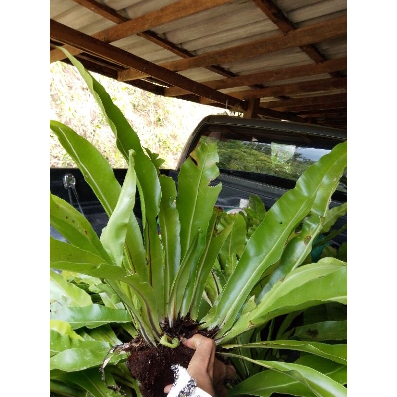 เฟิร์นข้าหลวงไซร์60บาท