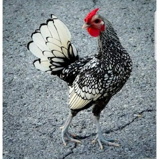 ไข่เชื้อไก่ซี​ไบร์​ทจาก​ประเทศ​อังกฤษ​  ของแท้ไม่จกตา