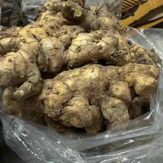 ไพลสด แก่ๆ จากสวน 1กก พร้อมส่ง มีปลายทาง ว่านไพล ไพลเหลือง