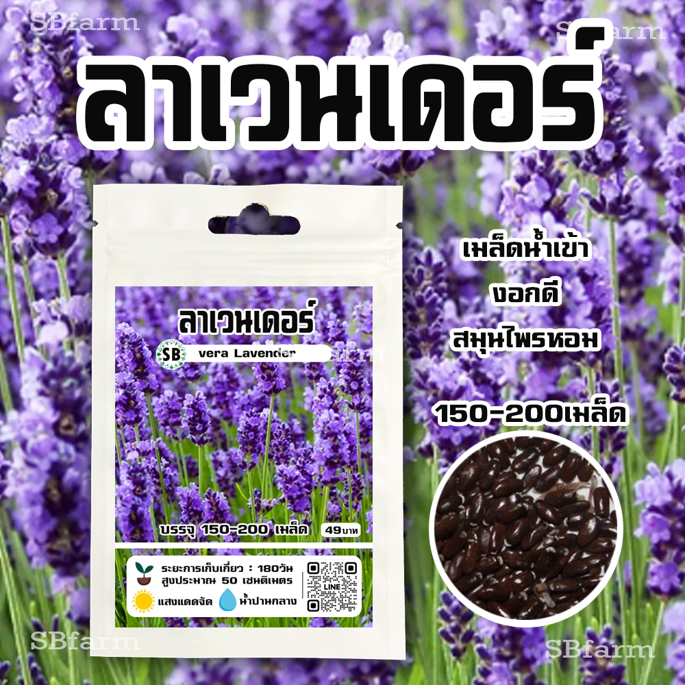 เมล็ดลาเวนเดอร์ 150-200 เมล็ด/ซอง โปรโมชั่น [ซื้อ 2 แถม 1ซอง]/// SBfarm