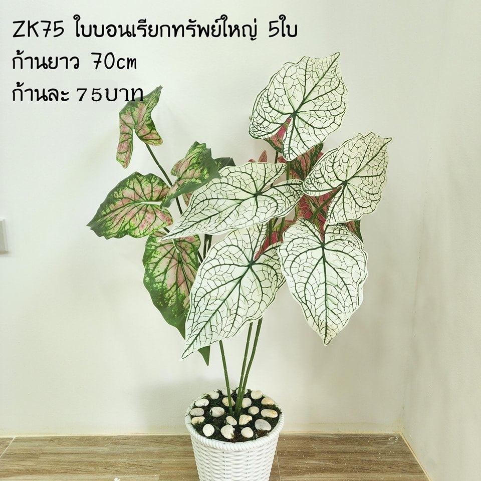 ZK75 ส่งจากไทย ใบบอนเรียกทรัพย์ 1ก้าน 5ใบ ยาว70ซม.
