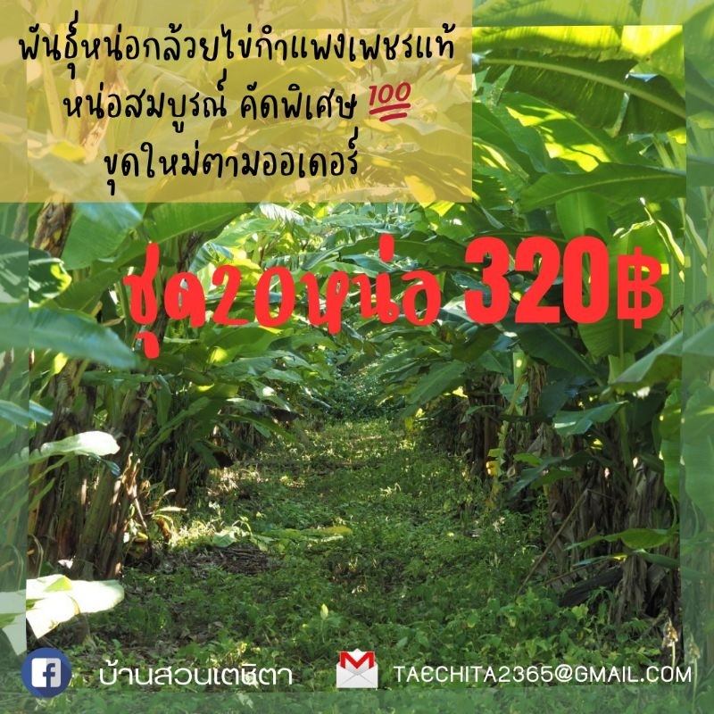 หน่อกล้วยไข่พันธุ์กำแพงเพชรแท้ ชุด20หน่อ320บาท